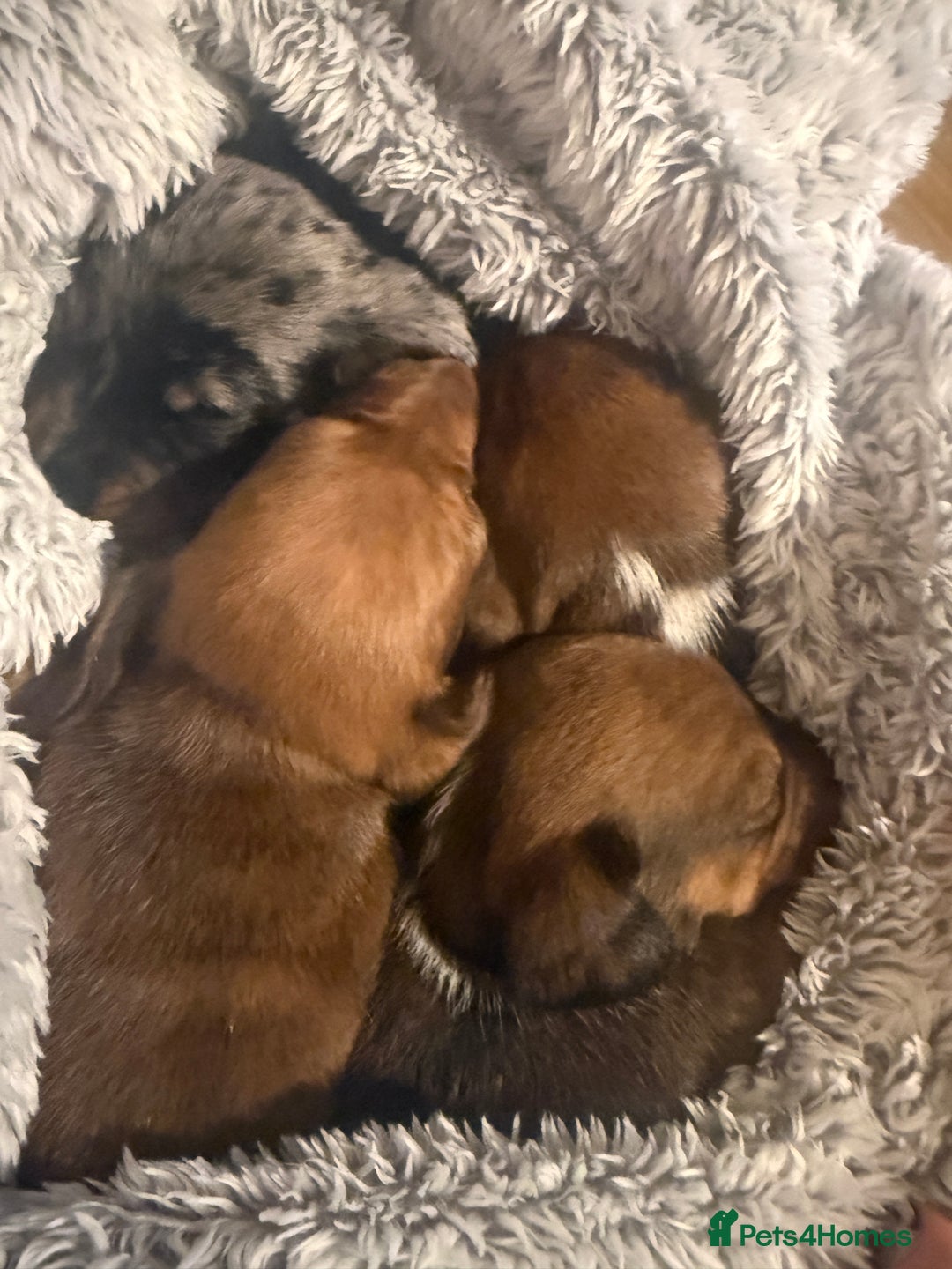 Miniature Dachshund dogs for sale: 2 handsome miniature dachshund puppies  - Advert 9