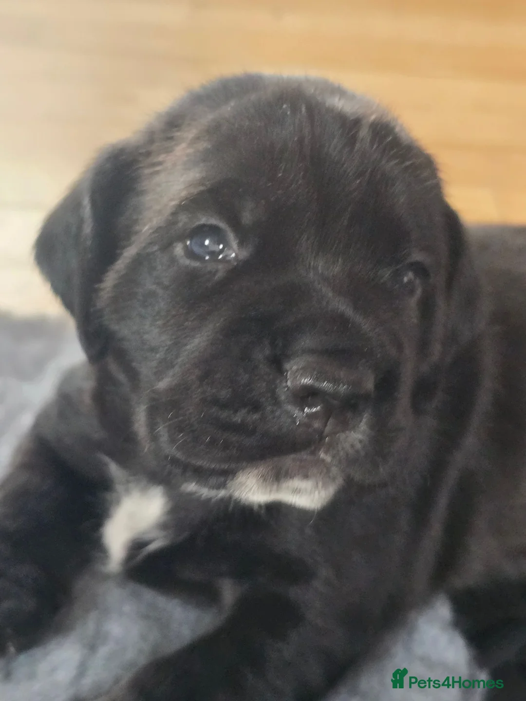 Mixed Breed dogs for sale: 🐾❤️ Stunning Staffy x Cocker Spaniel Puppies ❤️🐾 - Advert 8