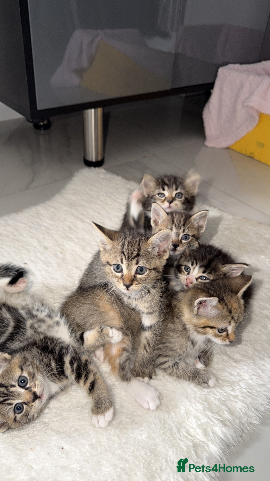 Mixed Breed cats Kittens for sale  - Advert 12