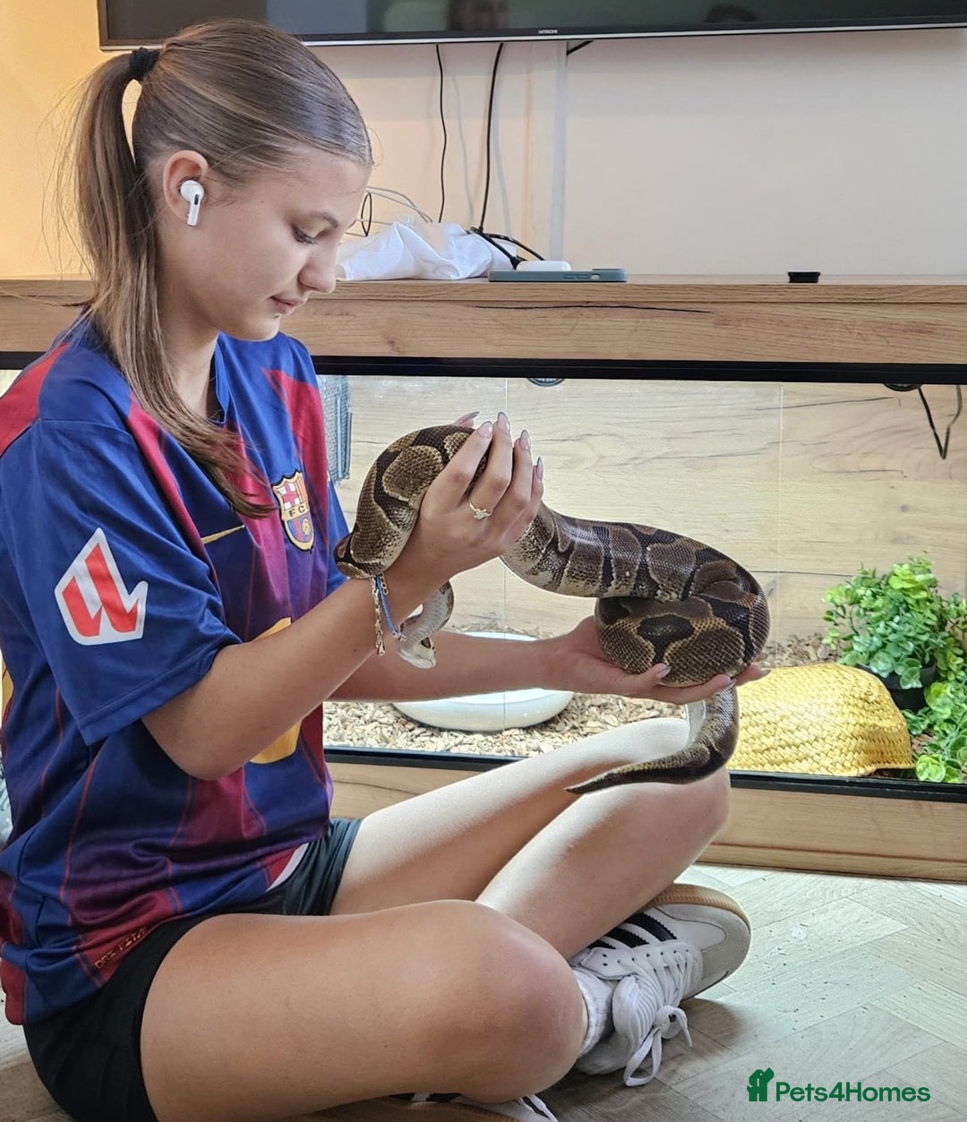 Snake reptiles for sale: 4ft tank and snake  - Advert 5