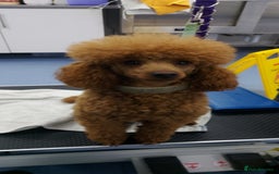 Miniature Poodle dogs for stud: K.C. Reg Miniture Poodle  - Image 4