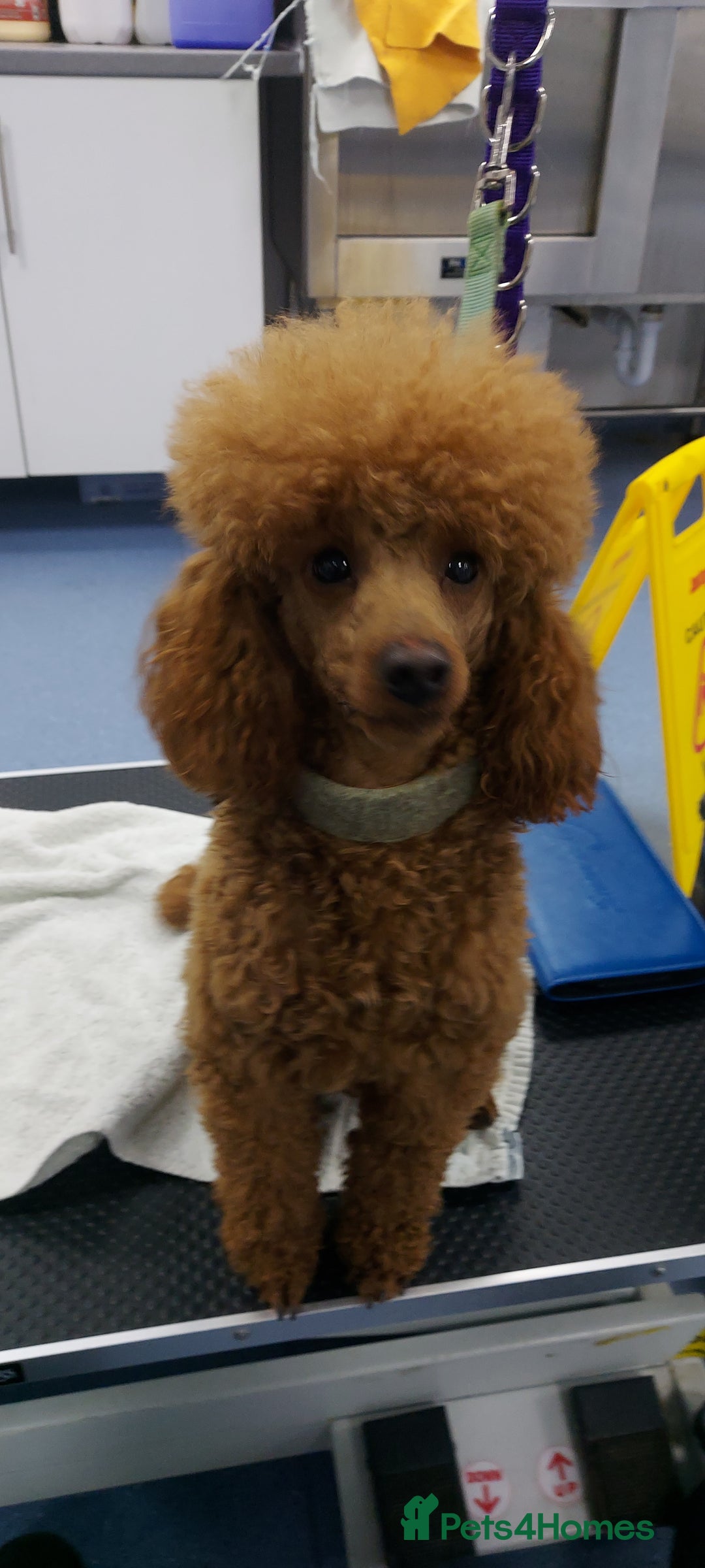 Miniature Poodle dogs for stud: K.C. Reg Miniture Poodle  - Image 4