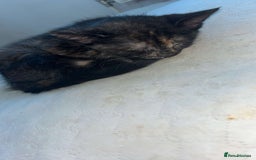 Mixed Breed cats for sale: 4 stunning kittens left  - Image 11
