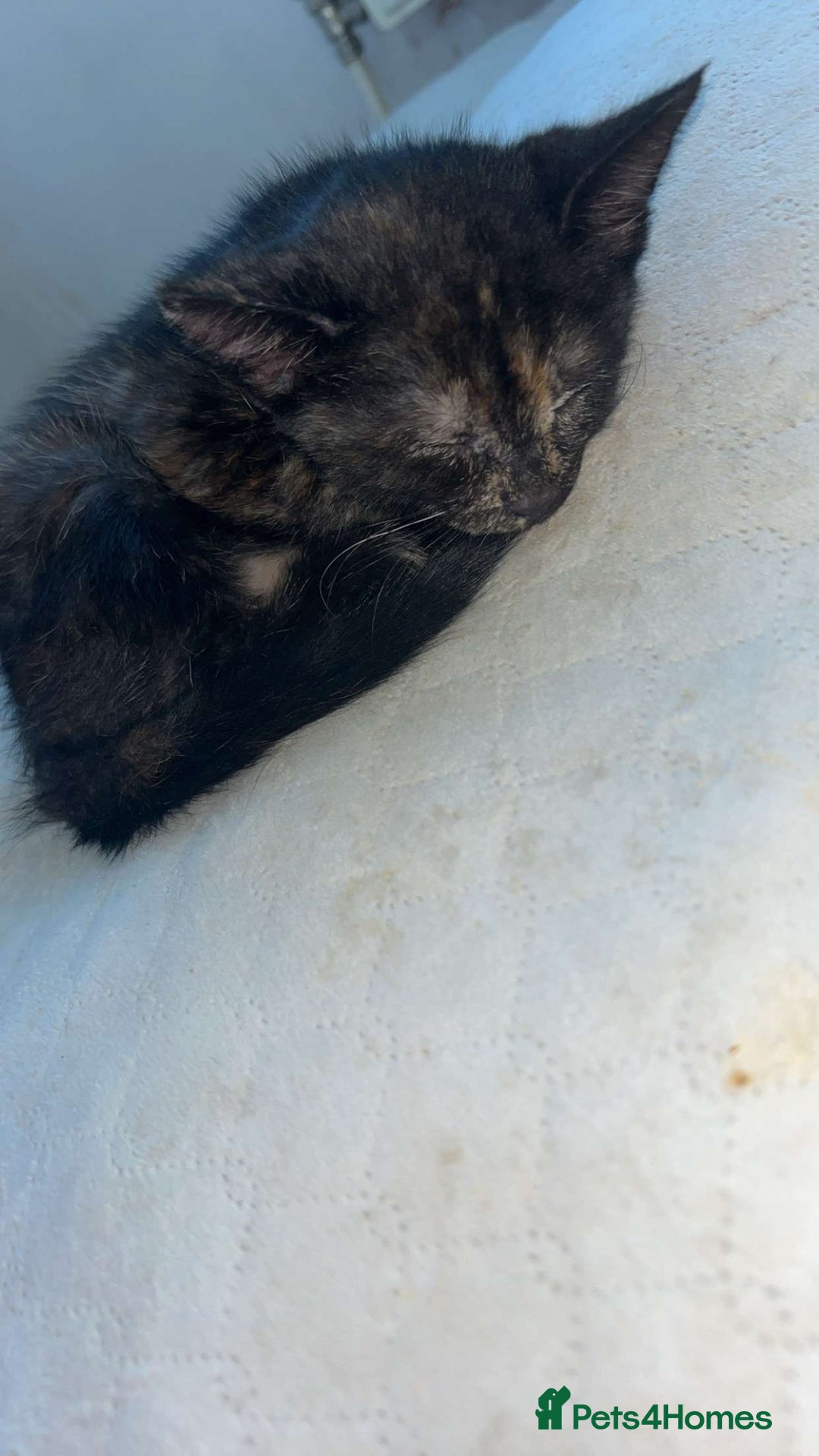 Mixed Breed cats for sale: 4 stunning kittens left  - Image 11