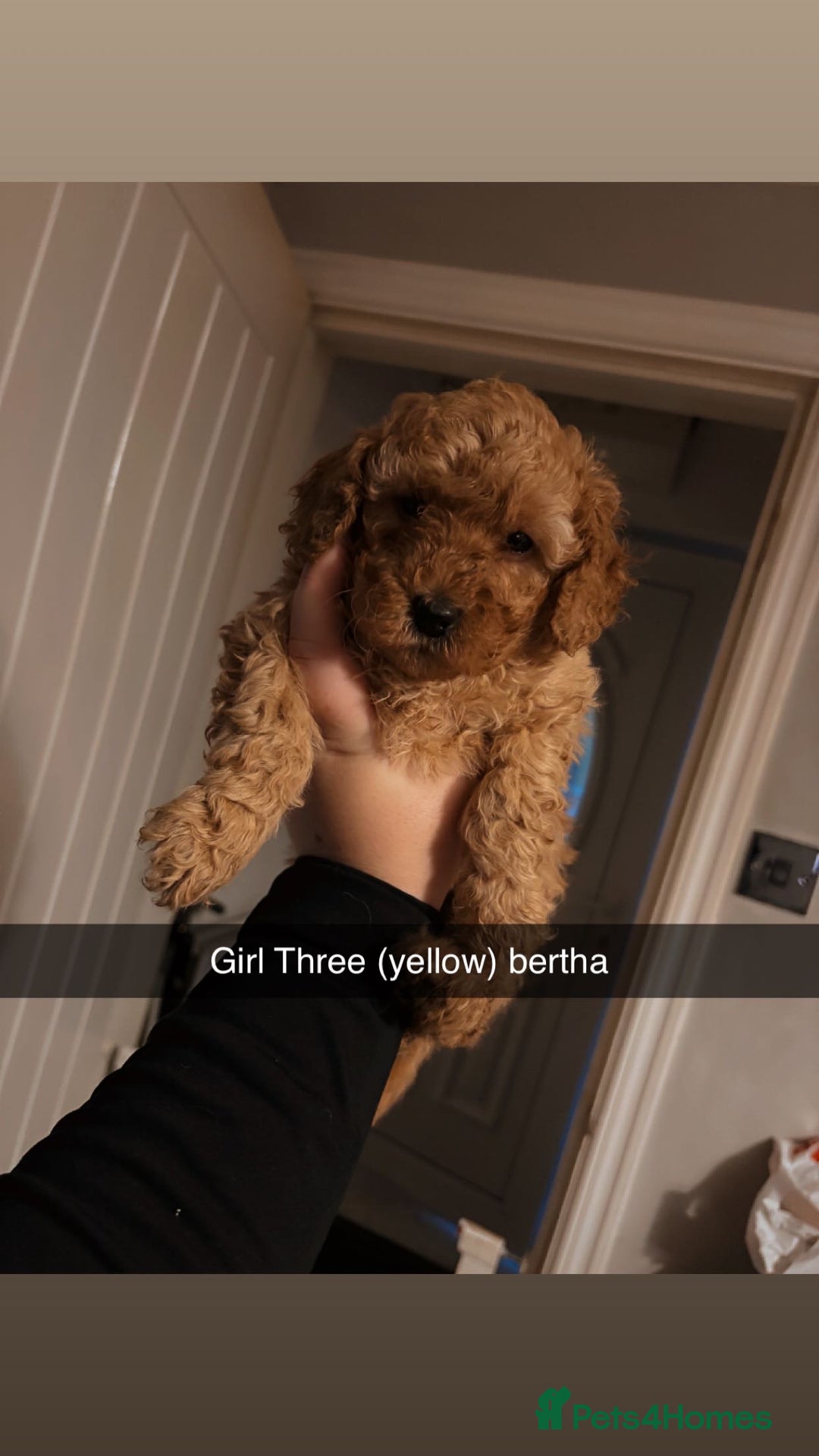 Miniature Poodle dogs for sale: Miniature poodles - Image 7