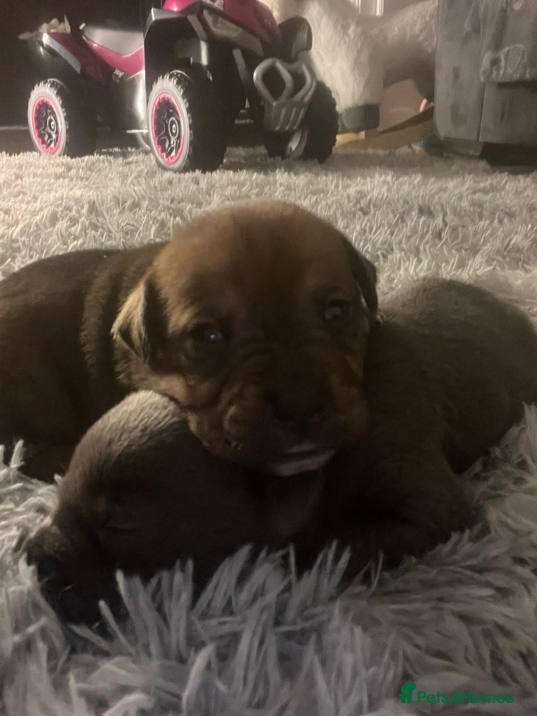 Mixed Breed dogs for sale: Our beautiful girl has had 8 puppies  - Image 2