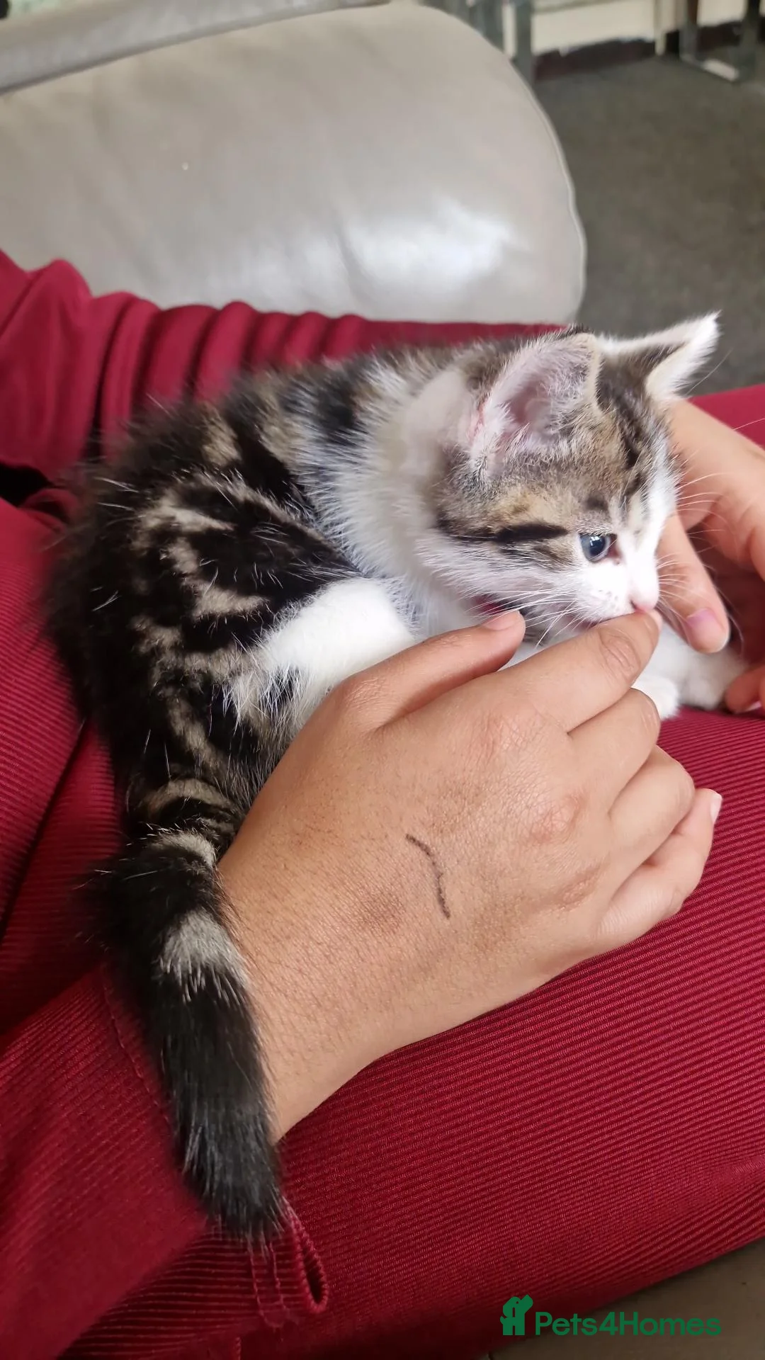 Mixed Breed cats for sale: 2 brothers ready to find a new gome  - Advert 2