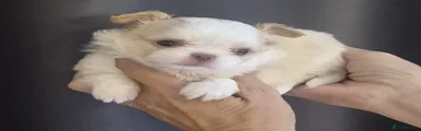 Chihuahua 1