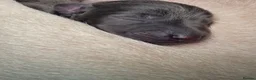 Italian Greyhound dogs for sale: Blue Italian greyhound - Advert 5