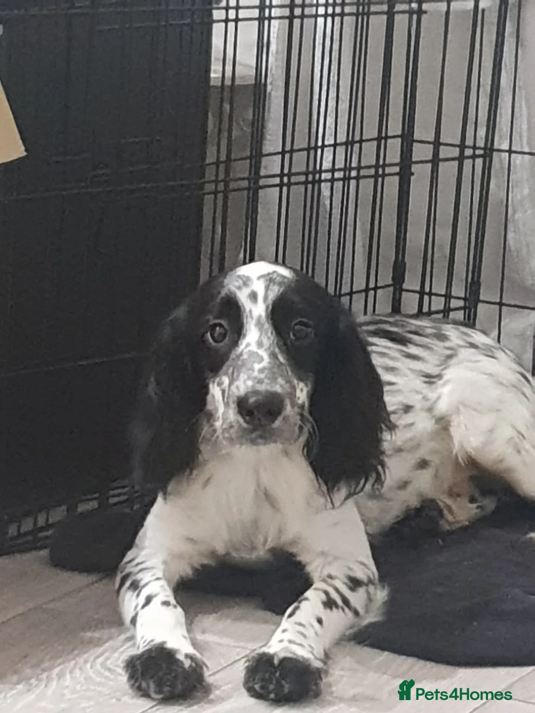 Gallery Image {{count}}