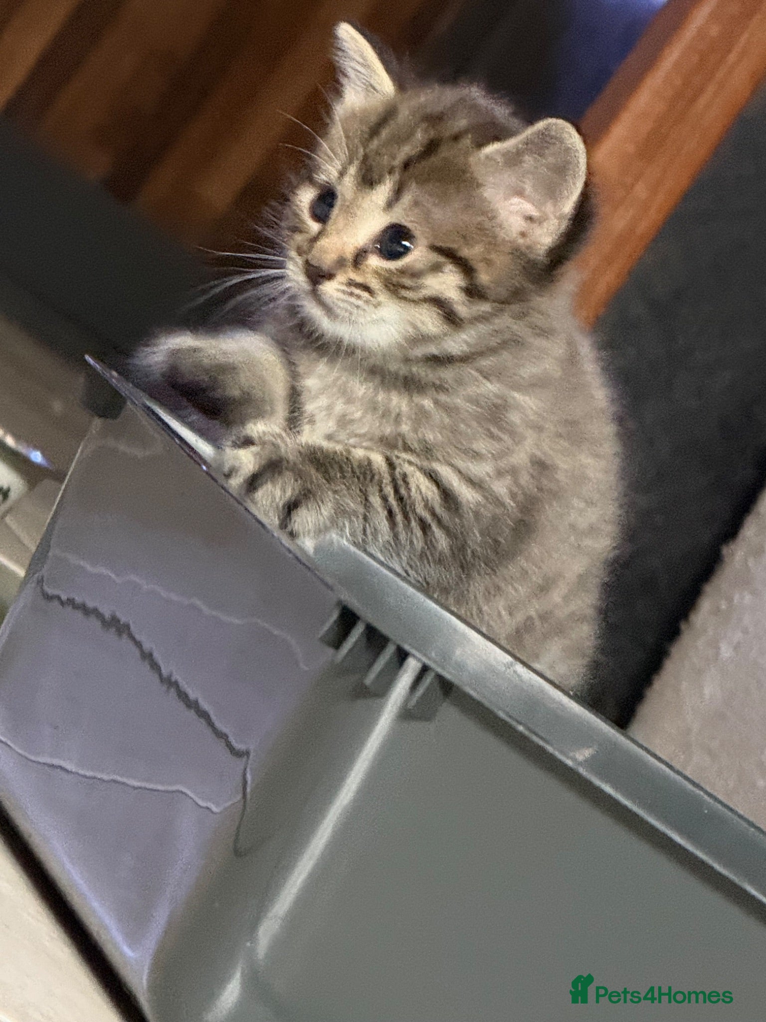Mixed Breed cats Half ragdoll half silver bengal  - Advert 18