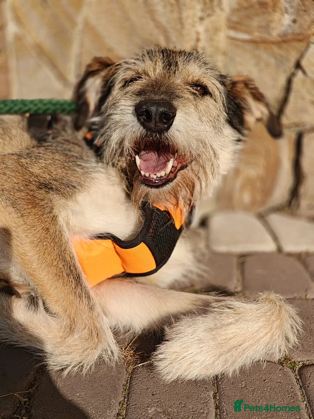 Mixed Breed dogs for adoption: ❤️Oxy❤️ 6,5 year old girl, upper-medium girl - Advert 9