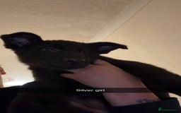 German Shepherd dogs for sale: Black GSD puppies available  - Image 6