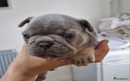 French Bulldog dogs for sale: 3 French bulldog puppies left - Image 6