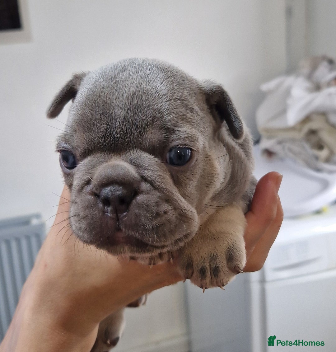 French Bulldog dogs for sale: 3 French bulldog puppies left - Image 6
