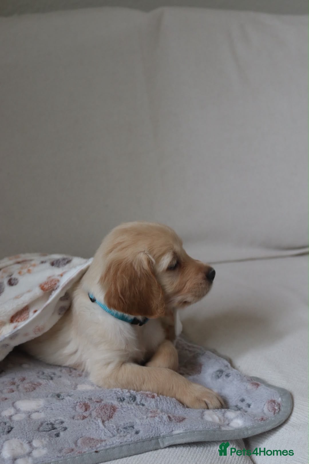 Golden Retriever dogs Golden Retriever KC registration Puppies ⭐️ - Advert 2