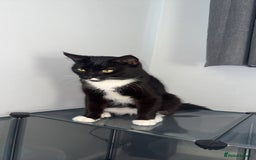 Mixed Breed cats for sale: Tuxedo male cat for sale - Image 2