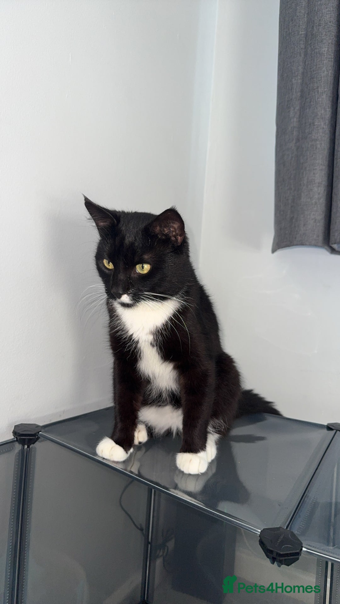 Mixed Breed cats for sale: Tuxedo male cat for sale - Image 2
