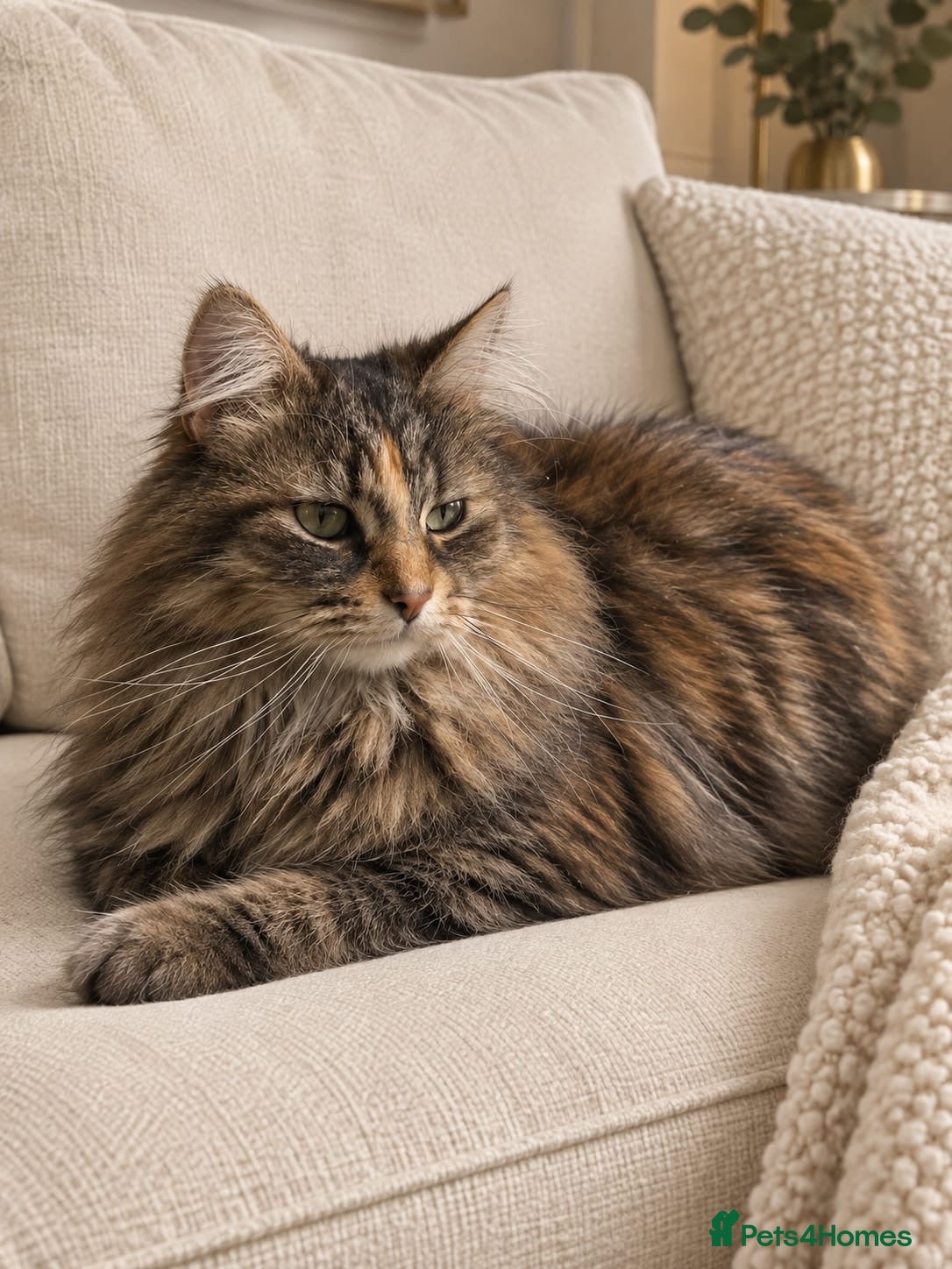 Mixed Breed cats We ready to find our forever Family  - Advert 16