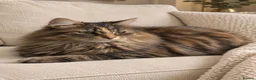 Mixed Breed cats for sale: We ready to find our forever Family  - Advert 1