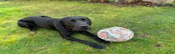 Labrador Retriever dogs for sale: Black Labrador Retriever Male in Nottingham - Advert 14