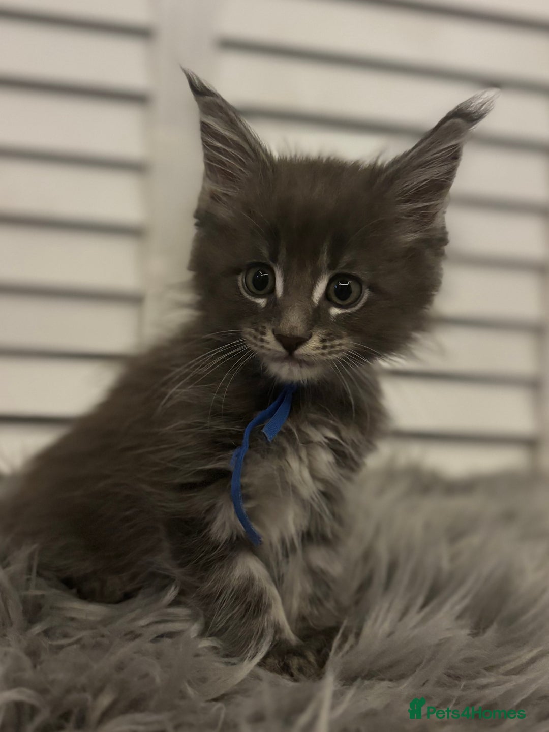 Maine Coon cats for sale: GCCF-Registered Maine Coon Kittens - Advert 20