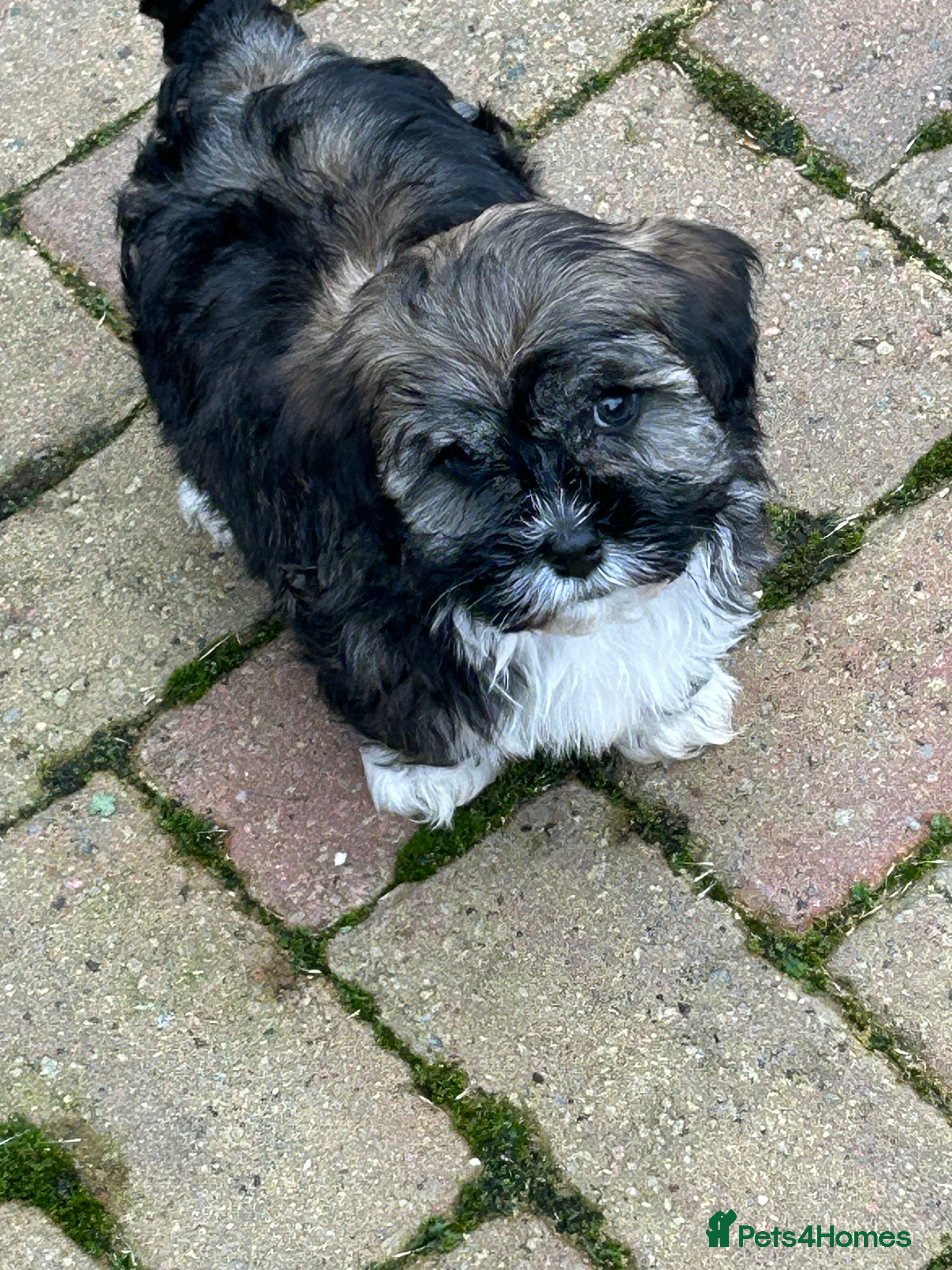 Havanese dogs KC Registered Havanese Puppies  - Advert 4