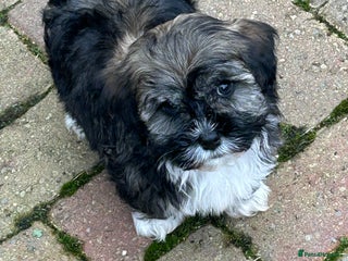 Havanese dogs KC Registered Havanese Puppies - Advert 4