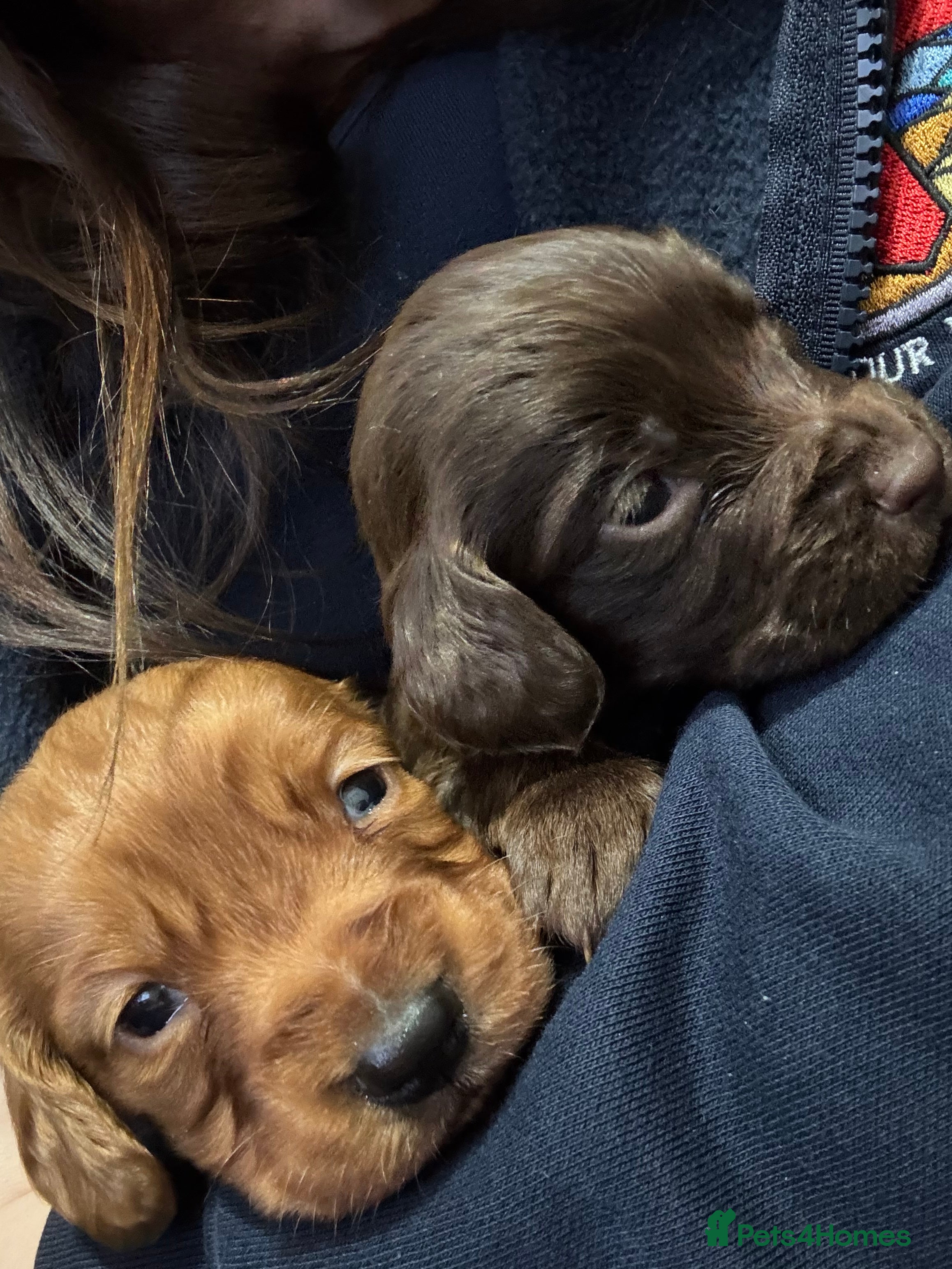 Cocker Spaniel dogs 🐶Beautiful Cocker spaniel puppies 🐶  - Advert 4