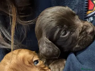 Cocker Spaniel dogs 🐶Beautiful Cocker spaniel puppies 🐶 - Advert 4