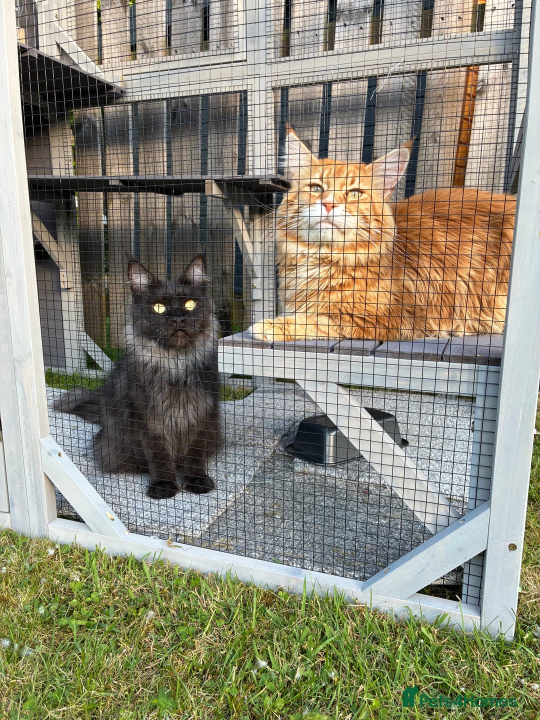 Maine Coon cats for sale: Maine Coon Kittens - Advert 28