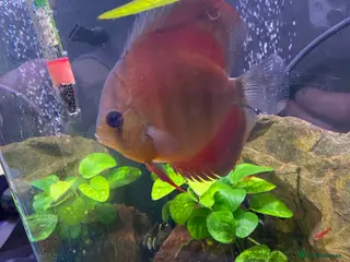 Discus fish X5 Vietnamese discus - Advert 3