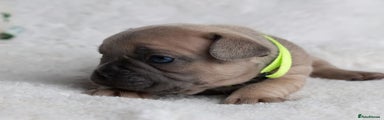 French Bulldog Puppy 5