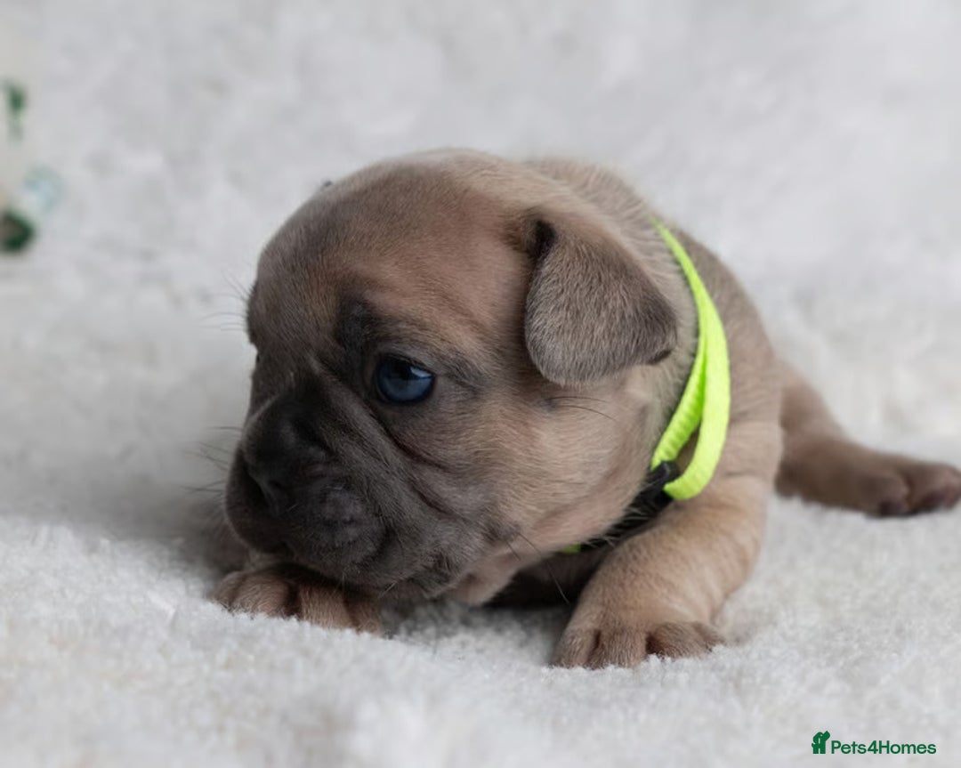 French Bulldog dogs for sale: Beautiful French Bulldog Babies - Advert 9