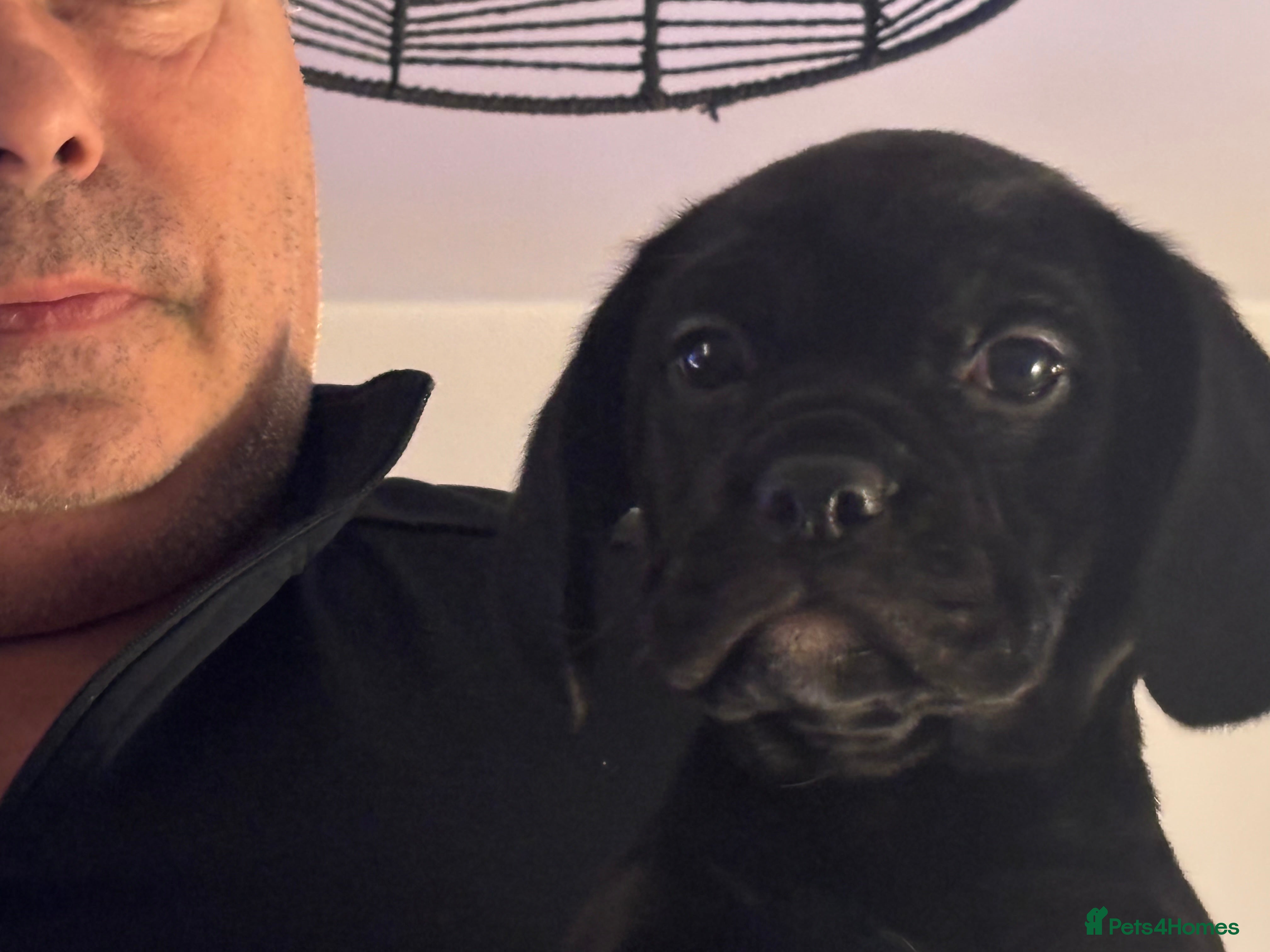 Mixed Breed dogs Cockerbull - Advert 1