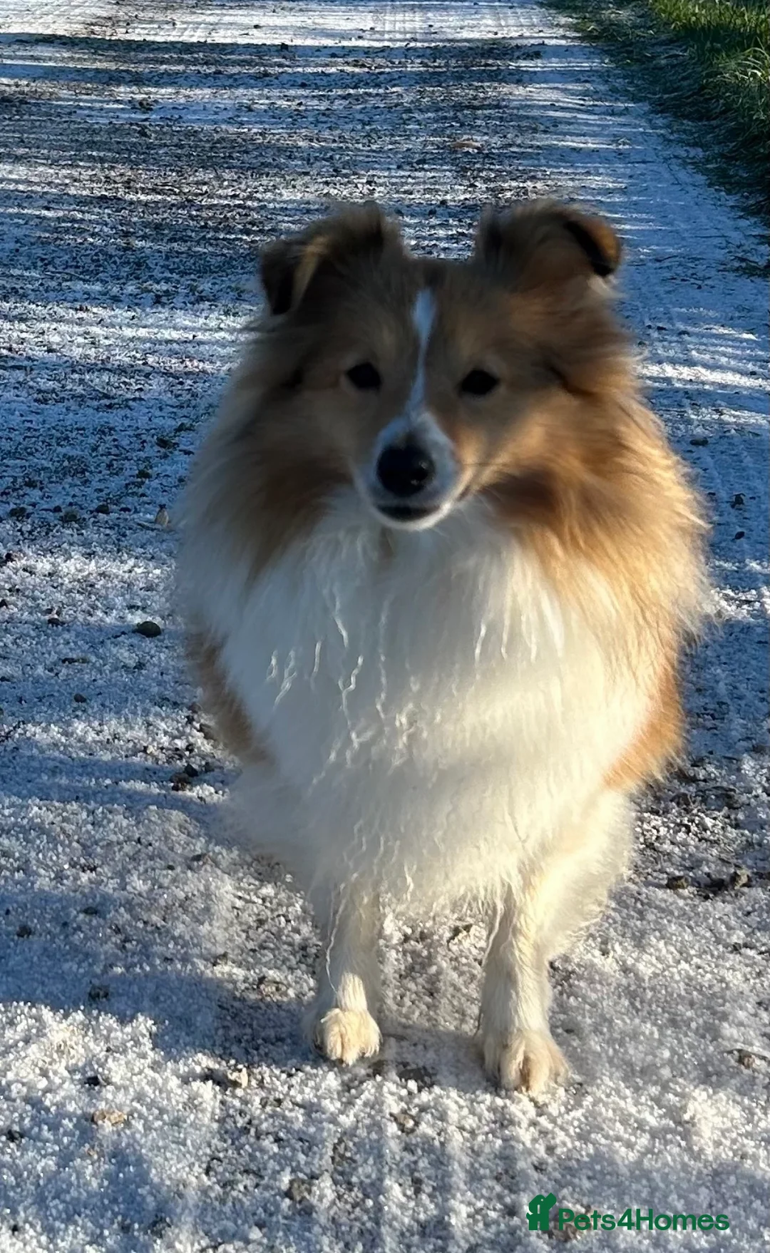 Shetland Sheepdog dogs for sale: Shetland sheepdog sable and white  - Advert 8