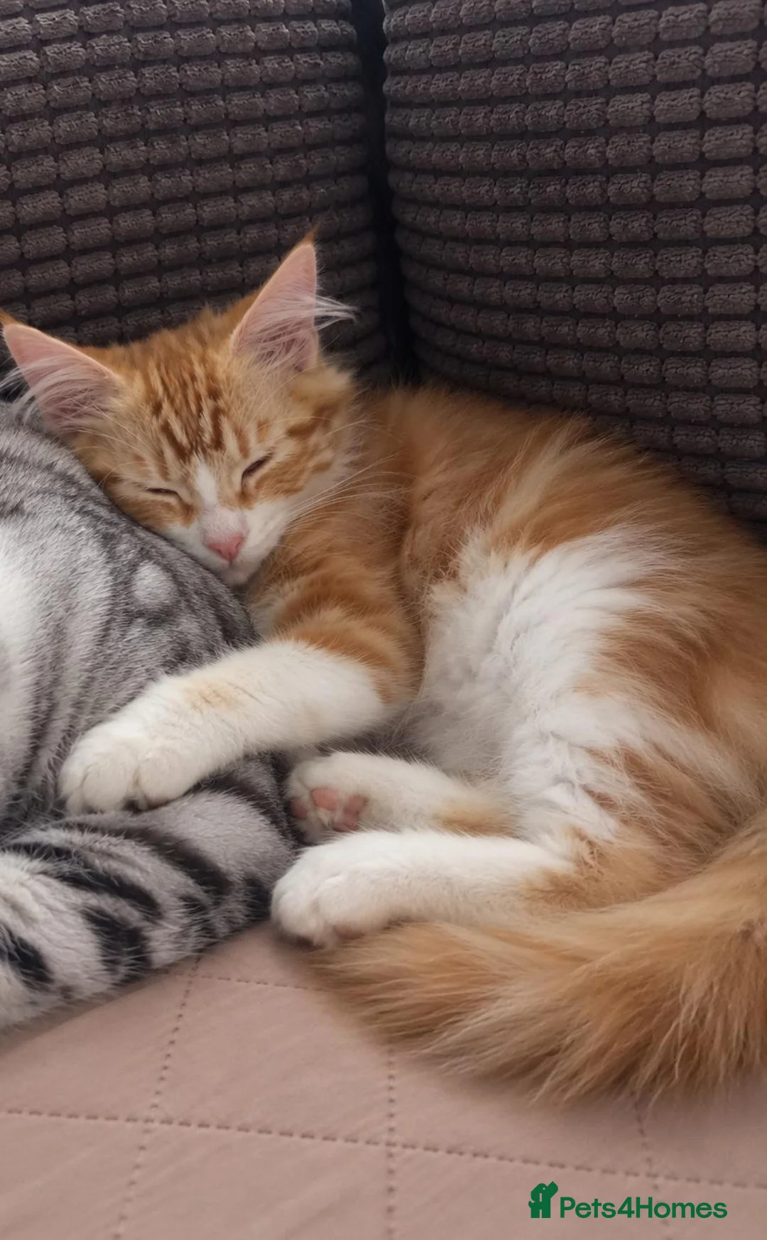 Siberian cats for sale: Gorgeous Siberian kitten waiting for you🌞. - Advert 1