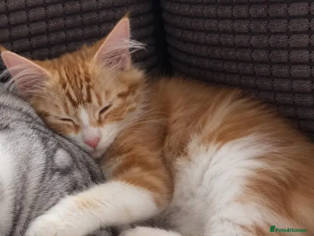 Siberian cats for sale: Gorgeous Siberian kitten waiting for you🌞. - Advert 15