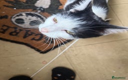 British Shorthair cats for sale: Calico, British shorthair, Persian domestic - Image 2