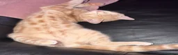 Mixed Breed cats for sale: Bengal cross beige kitten - Advert 8