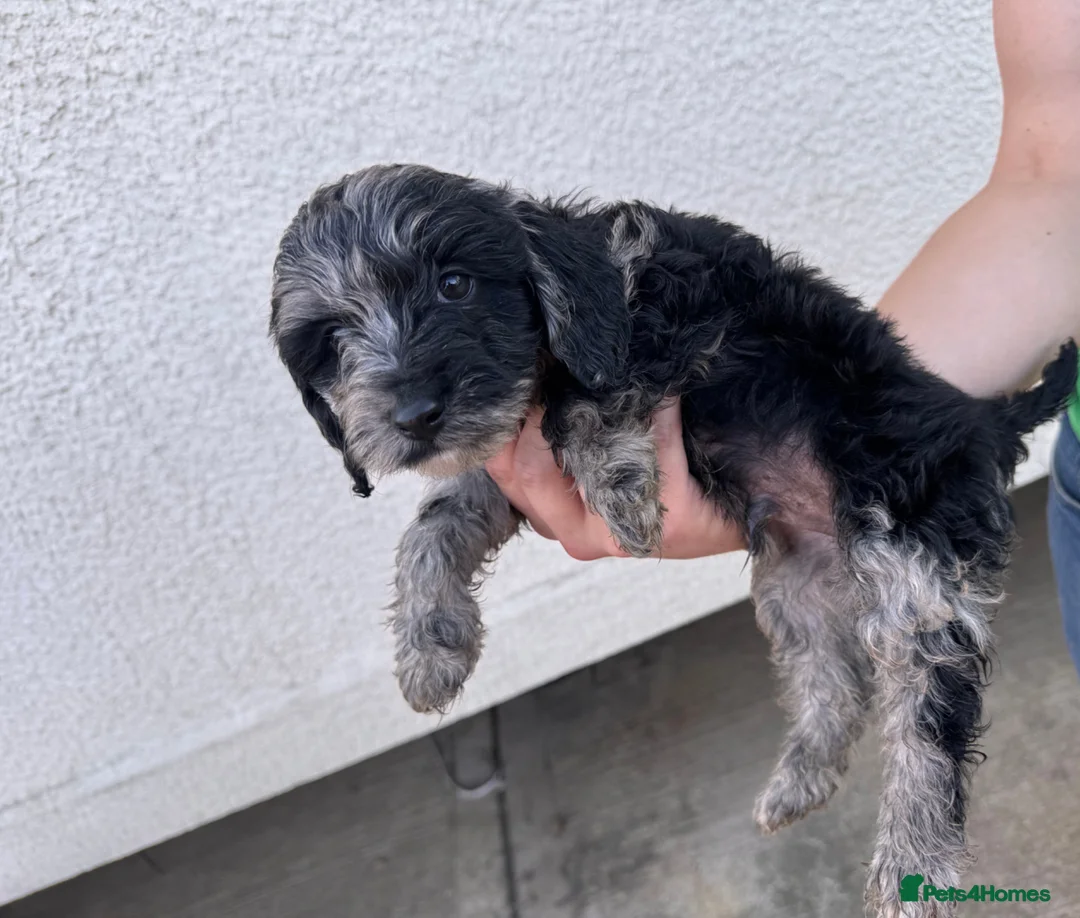 Cockapoo dogs for stud: F2 Merle Cockapoo Stud ~ PROVEN in Newark - Advert 6