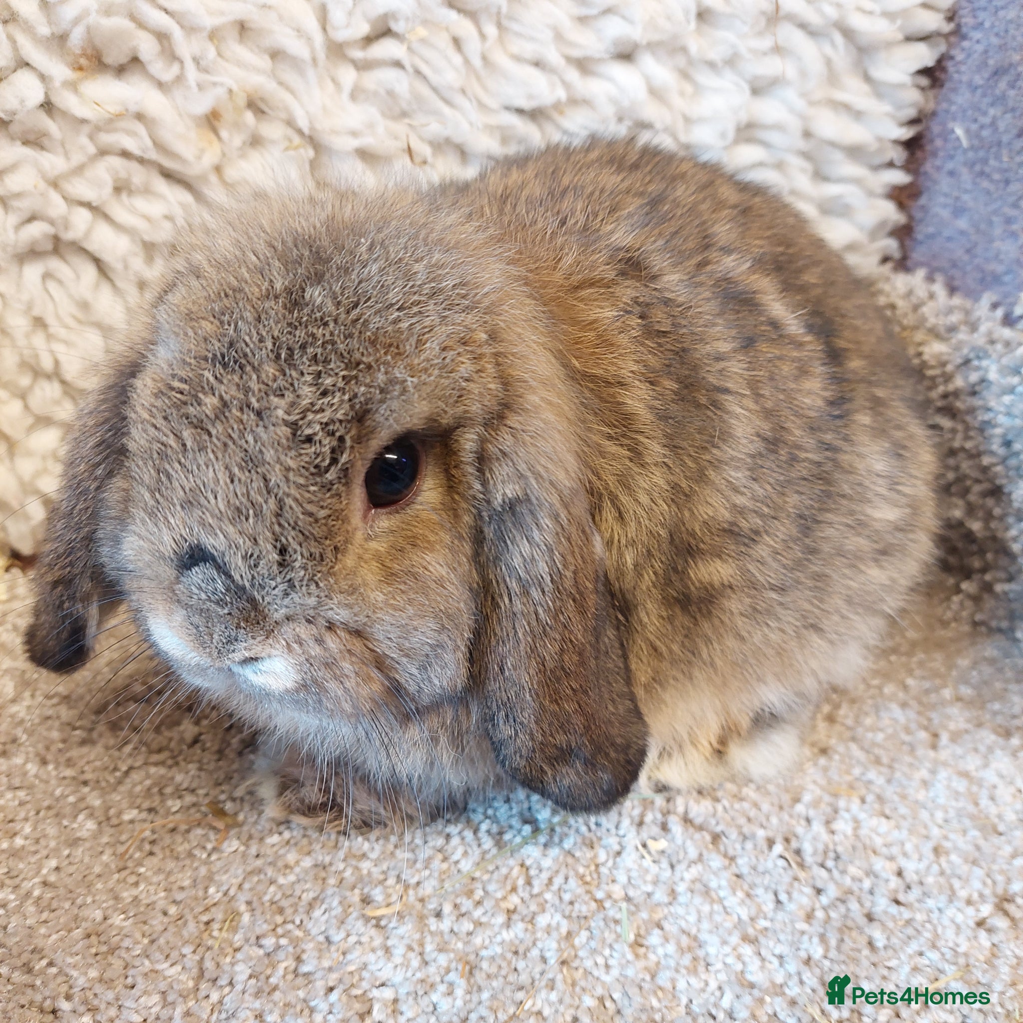 Lionhead rabbits Pure bred minilop agouti buck - Advert 5