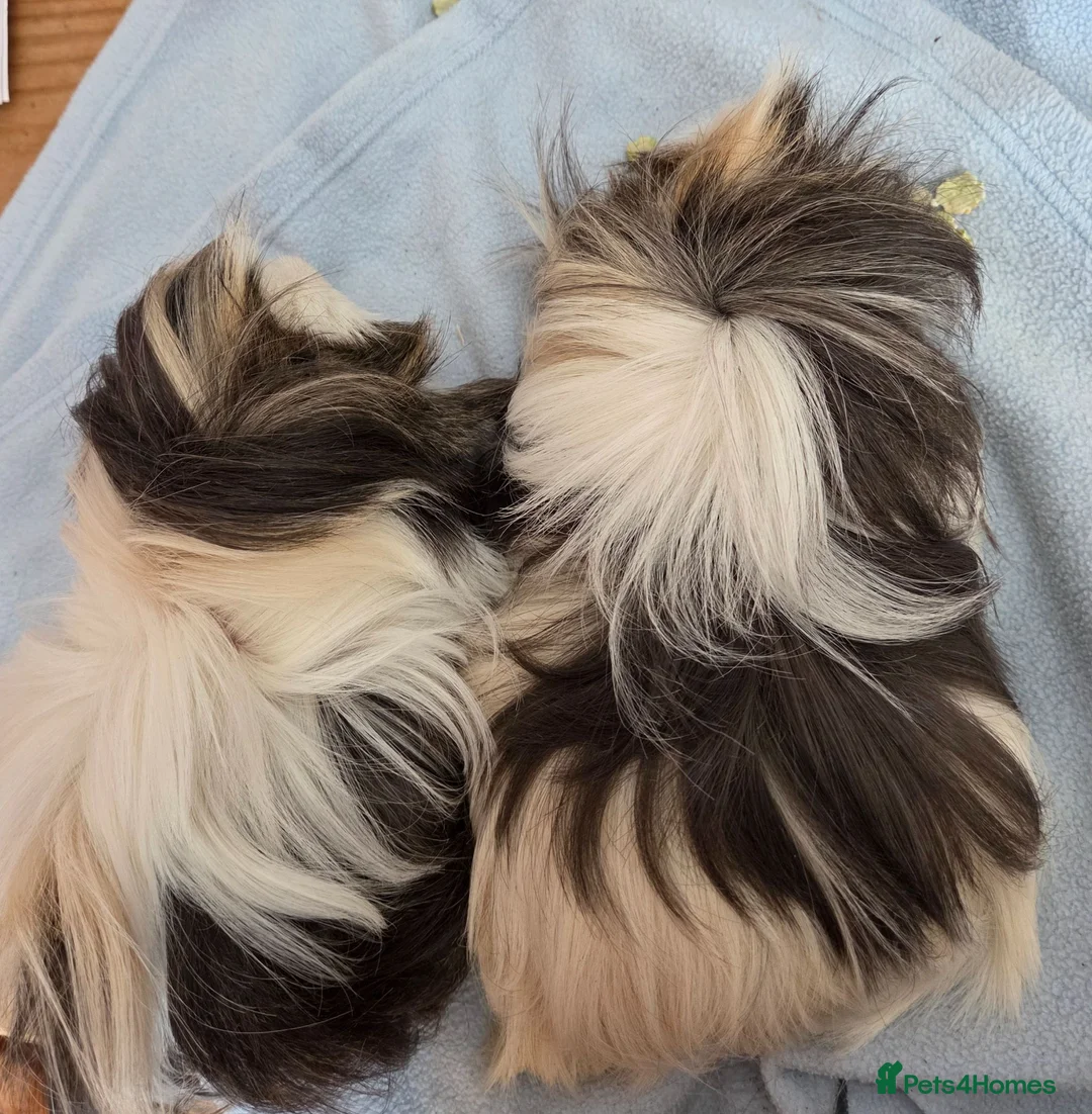 Guinea Pig rodents for sale: 💎 2 Adorable Males 🐷💎 - Advert 2