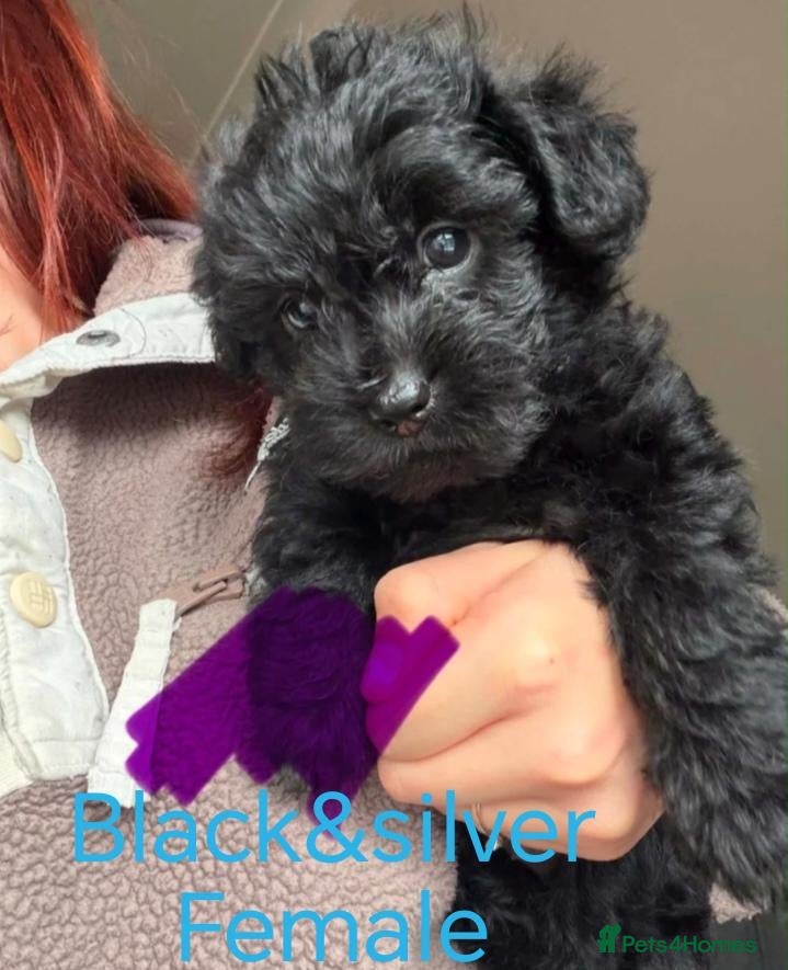 Westiepoo dogs READY TO LEAVE NOW. gorgeous Westiepoo girls  - Advert 2