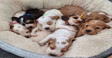 Cocker Spaniel dogs - Advert 3