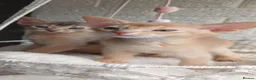 Abyssinian cats for sale: Beautiful Abyssinian Kittens  - Advert 8