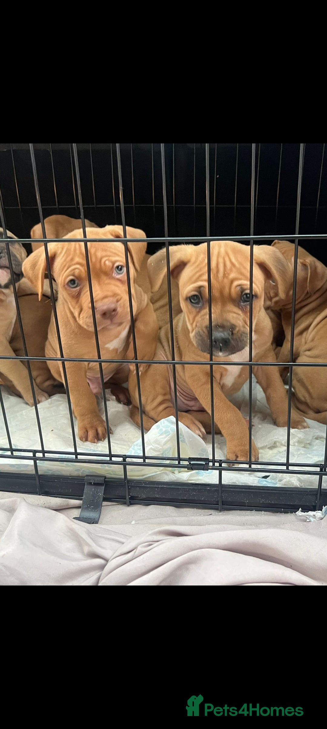 American Bulldog dogs American bulldogs puppies  - Advert 1