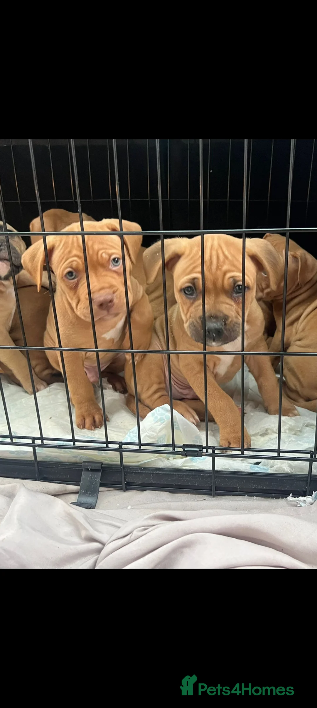 American Bulldog dogs for sale: American bulldogs puppies  - Advert 1