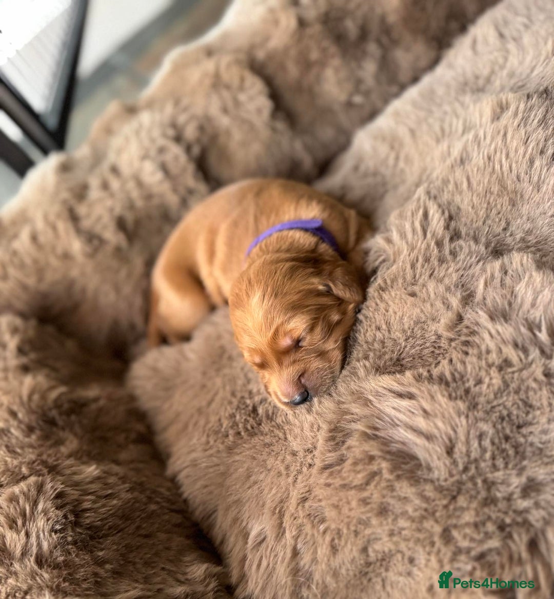 Golden Retriever dogs for sale: Golden retriever puppies  - Advert 15