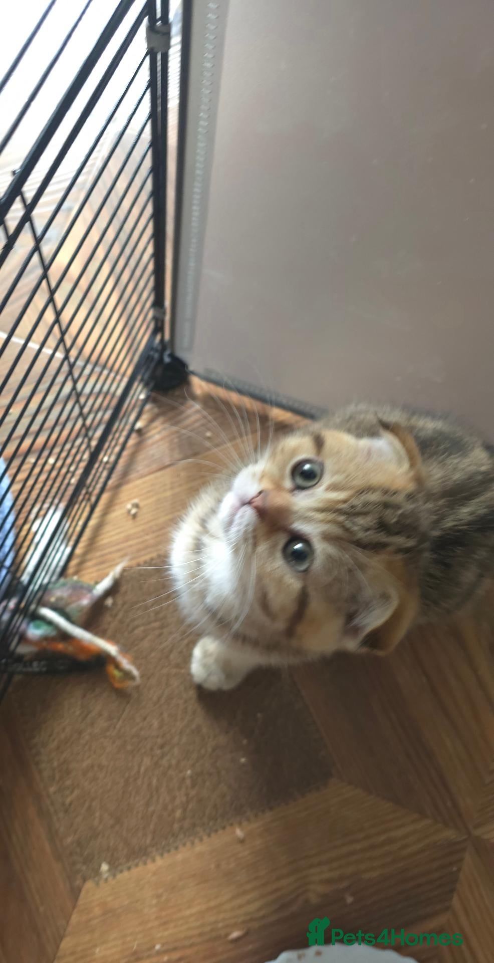 British Shorthair cats 💗SALE!🥰LAST 2 GIRL 😍Scottish fold😘🩵  - Advert 2